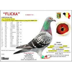 Cheq Pied Hen B21-3013046 G.Daughter of "FLICKA" 1st 2,815 birds, 1st 2,069 birds etc