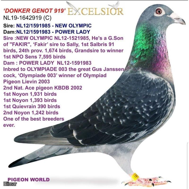 GB23D21240 Chequer bred from the very best Leo Heremans pigeons from the world famous “OLYMPIADE 003” down to “KITTEL” “GOEDE RODE” “PITBULL” “BLACKPOOL KITTEL” etc.