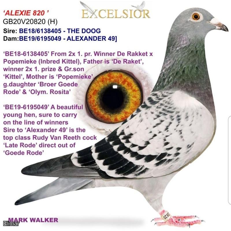 GB23D21240 Chequer bred from the very best Leo Heremans pigeons from the world famous “OLYMPIADE 003” down to “KITTEL” “GOEDE RODE” “PITBULL” “BLACKPOOL KITTEL” etc.