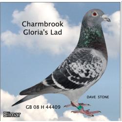 *CHARITY* Blue Hen 14N10362 G.Daughter of "CHARMBROOK CYPRUS", "CHARMBROOK COCO" and "CHARMBROOK LAKE"