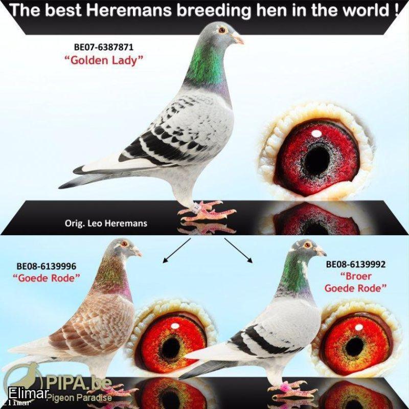 Lo.11. B16-6206167 Pencil Pied Hen g-d of the world-famous “Blauwe Leo” one of the world’s greatest breeders.
