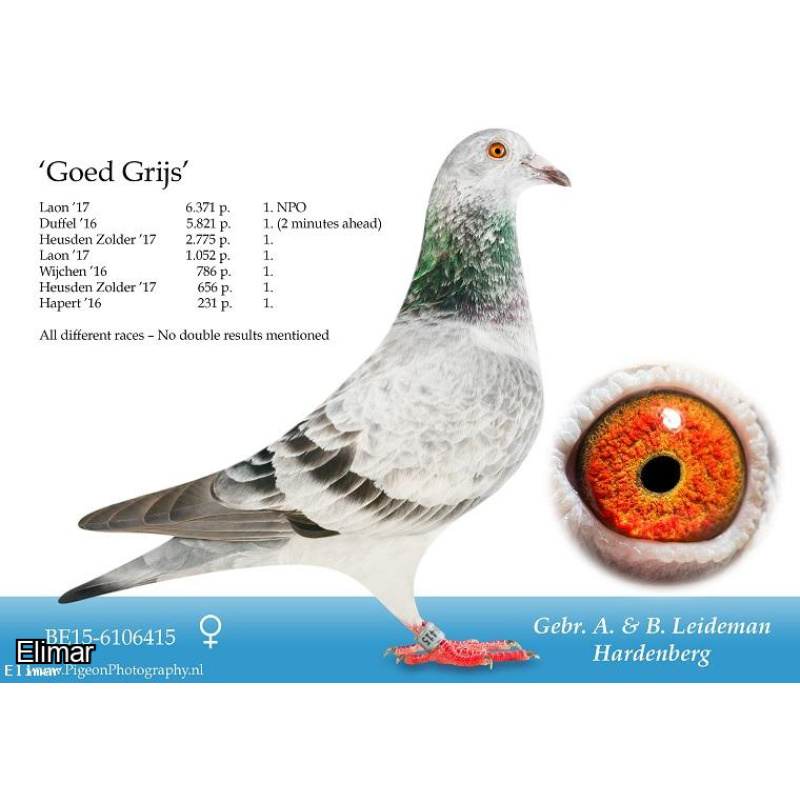 Grizzle Cock "GRIJS ZARKA" 24C61248 G.Son of "ROOSTER" -Ace 1/2 Brother Leideman's "GOED GRIJS"