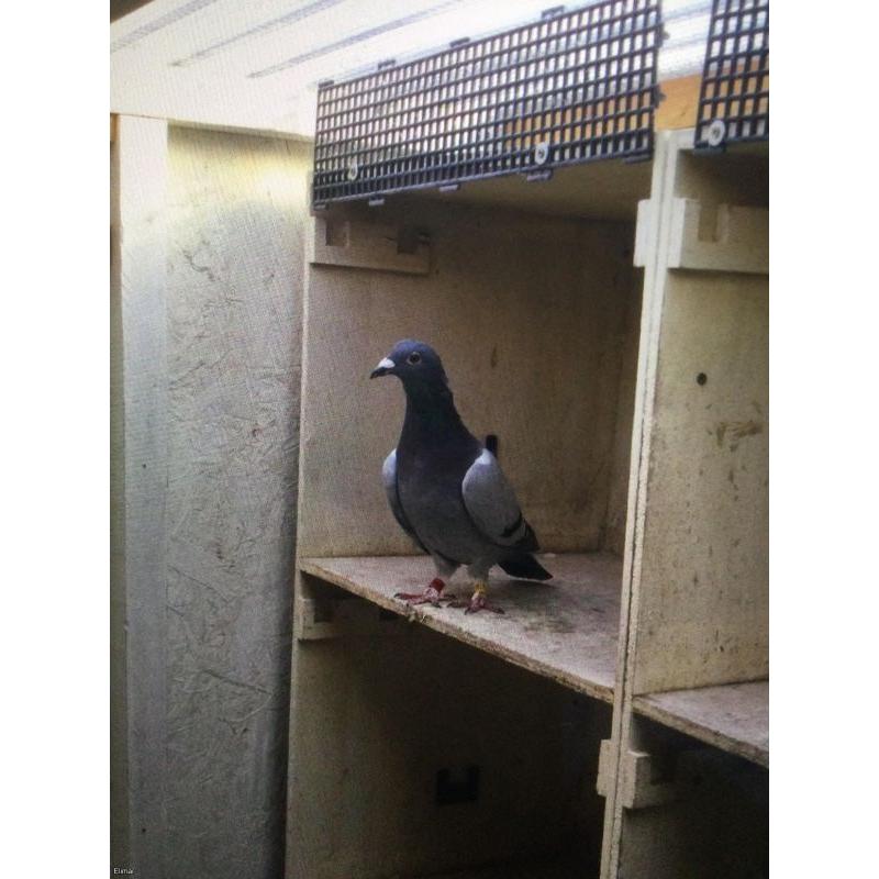 13 ace pigeon 2017 r p r a one loft race vandenabeele hen