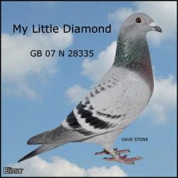 Lot.89. GB22N41413 Dark Chequer Cock line “MY LITTLE DIAMOND” 1st Nat. “MAIN MAN” “SOUTHFIELD SUPREME” “NEW ERUO” 1st Comb.