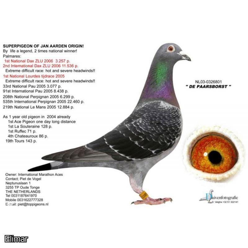 Cheq Pied Hen 23V92133 Lines of "DE PAARSBORST" and "CHAMPION LITTLE GEM"