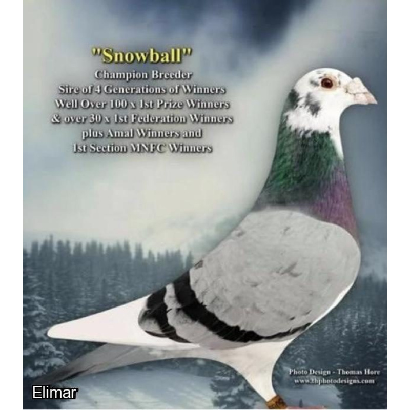 Grizzle Pied Hen "SNOW PATROL" 26V35492 Inbred to the Lambrechts Super Breeder "CHAMPION SNOWBALL"
