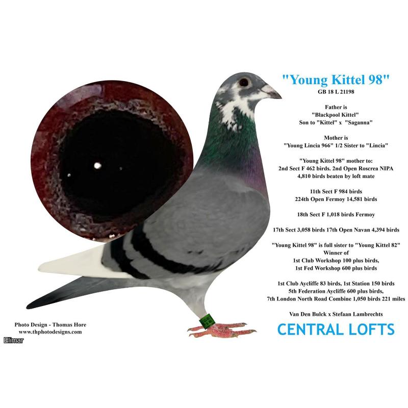 ABSOLUTE STUNNER! Cheq Pied Cock "TEARDROPS" 22A21467 Direct from "INBRED BEST KITTEL" (Bought for £13,000) x "KITTEL 98" - Central Lofts No.1 Daughter of "BLACKPOOL KITTEL"